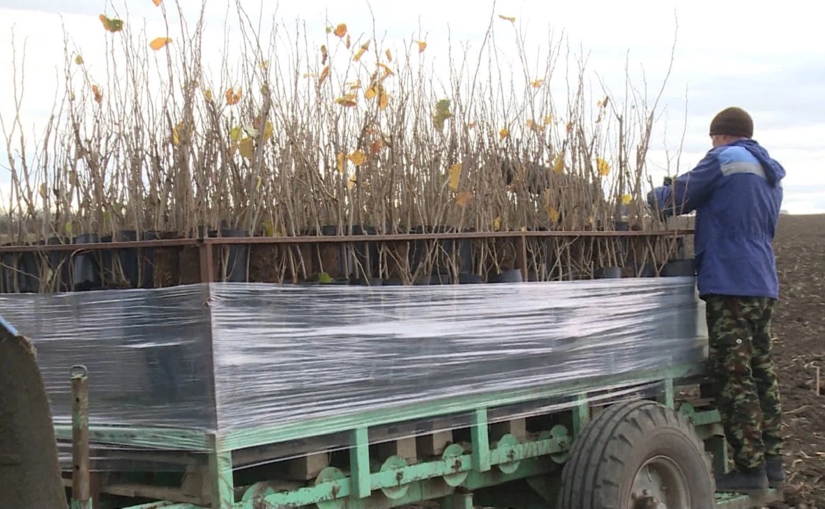 пресс-служба минсельхоза Cтаврополья