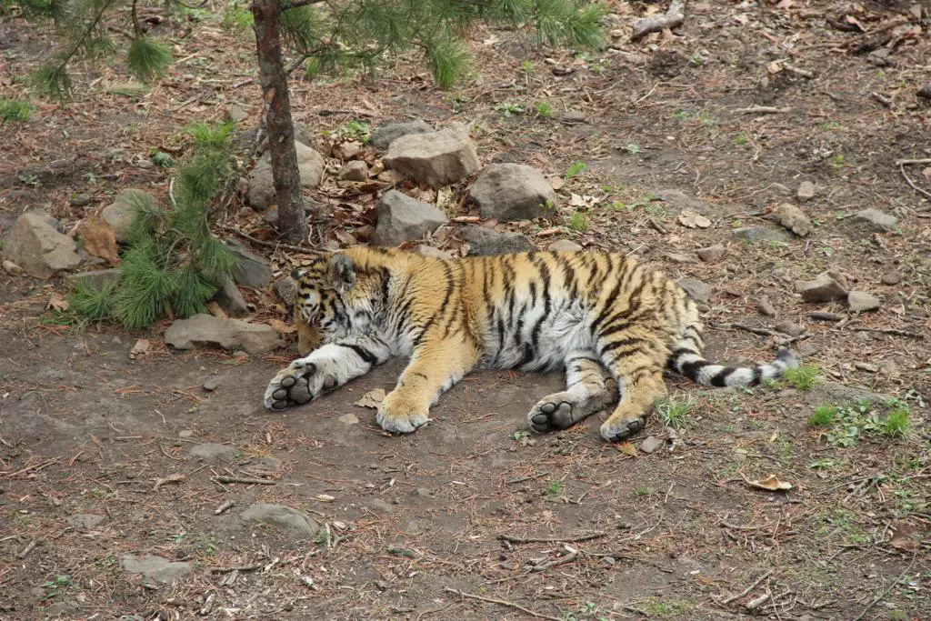 РБК Приморье