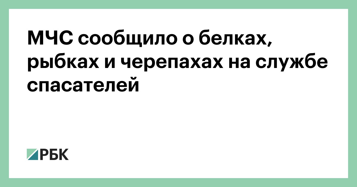 МЧС сообщило о белках, рыбках и черепахах на службе спасателей — РБК