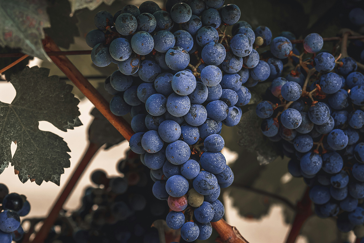 В первый четверг сентября, согласно WSET, отмечается международный день &laquo;каберне совиньона&raquo;, самого распространенного сорта в мире