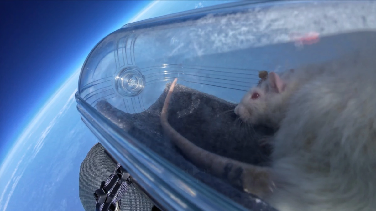 Летом 2025-го крыс с мозговыми нейроимплантами отправили в стратосферу 