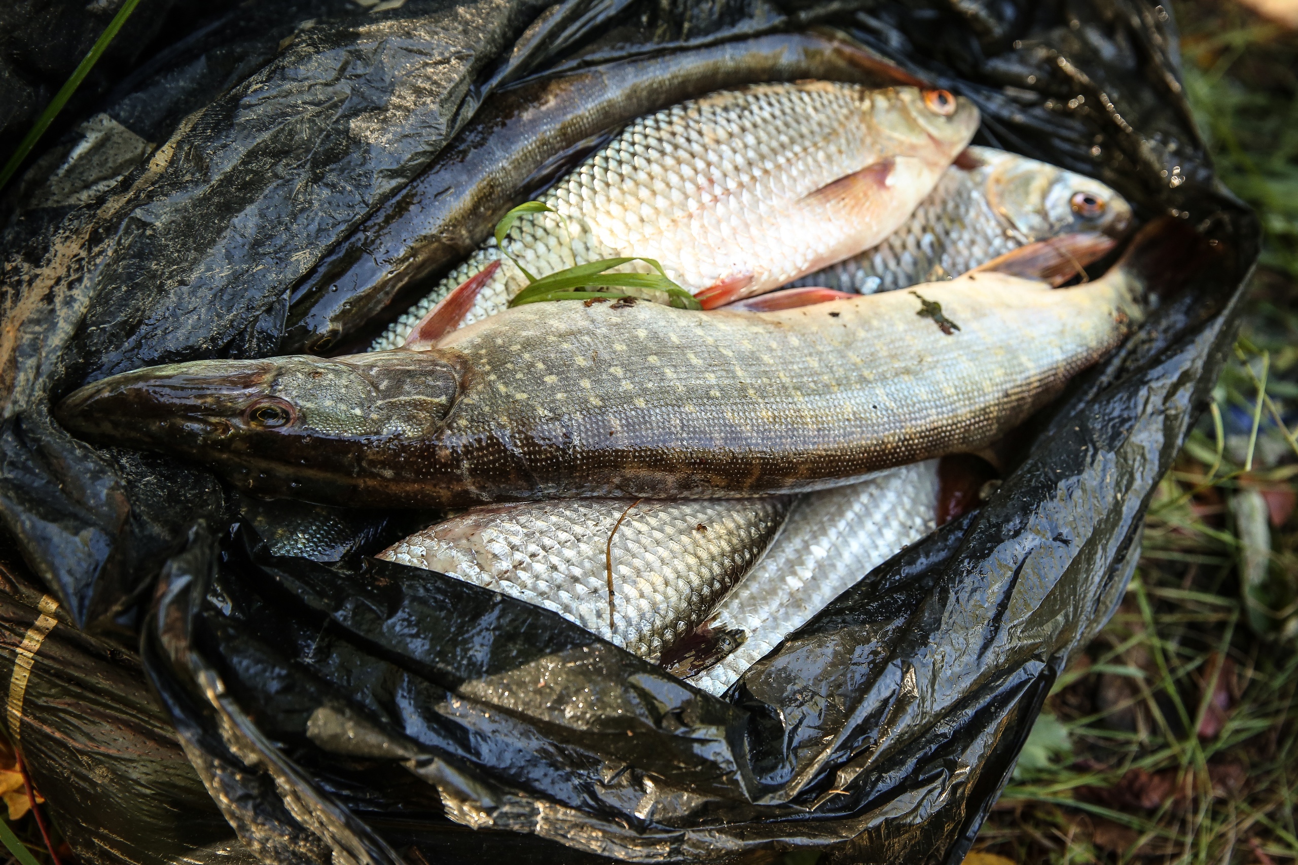 Болезнь поражает хищных рыб, а также животных и людей, которые ею питаются