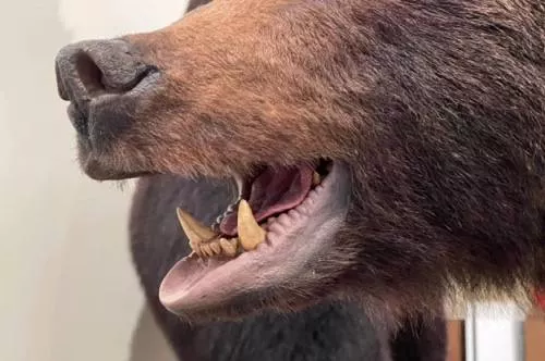 РБК Приморье