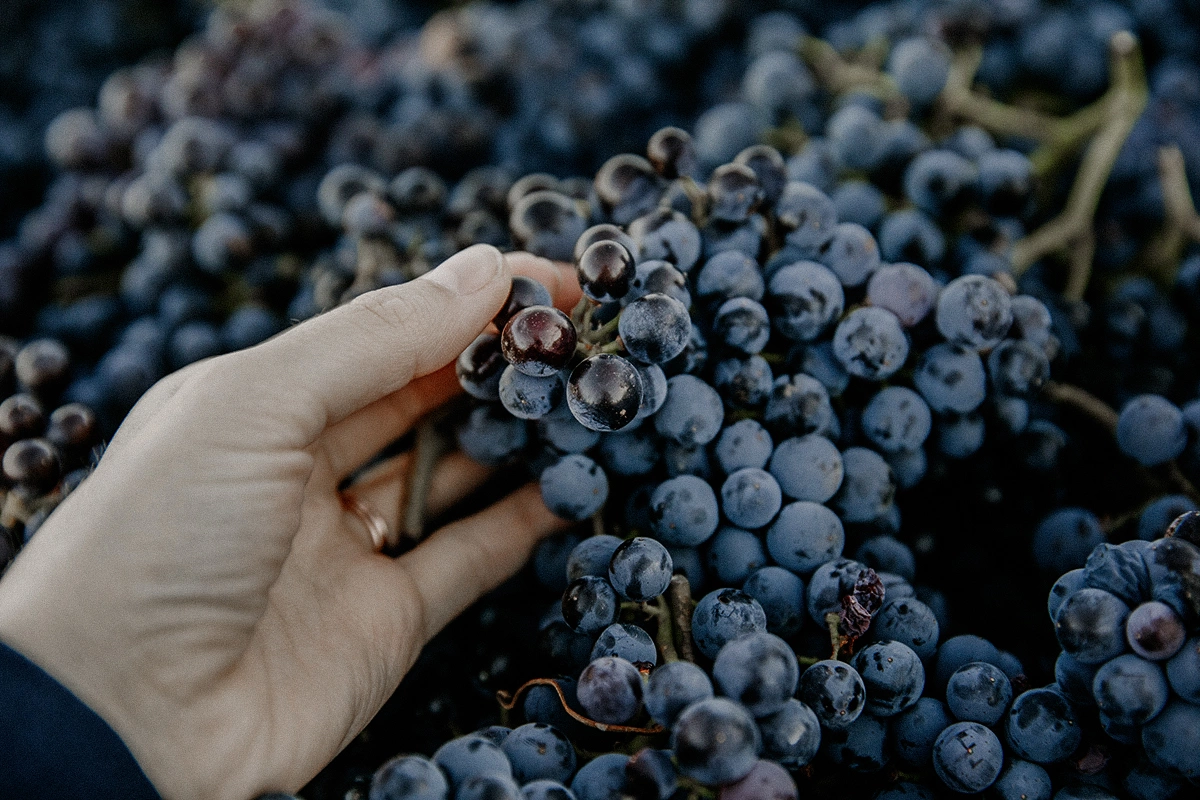 Новички «Гида по российским винам»: первые победы начинающих