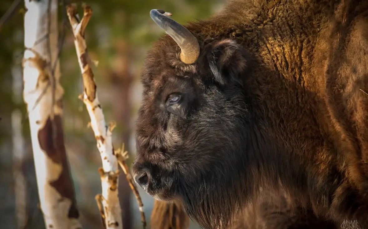 Фото: Радий Хабиров / t.me