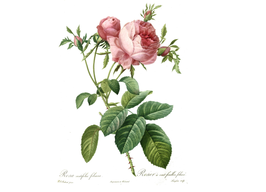 Rosa centifolia foliacea. Ботаническая иллюстрация Пьера-Жозефа Редуте, 1824 год