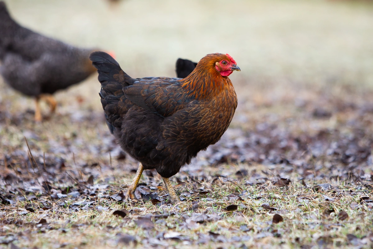 Александр Подгорчук