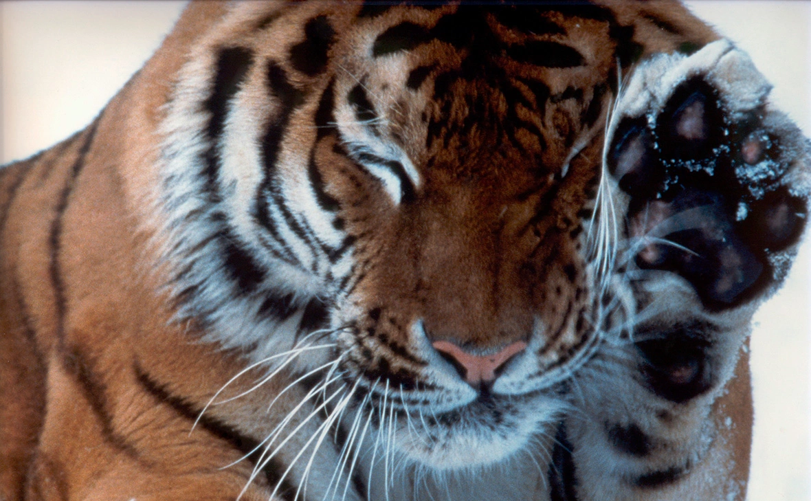 Константин Михайлов / Russian Look / Global Look Press