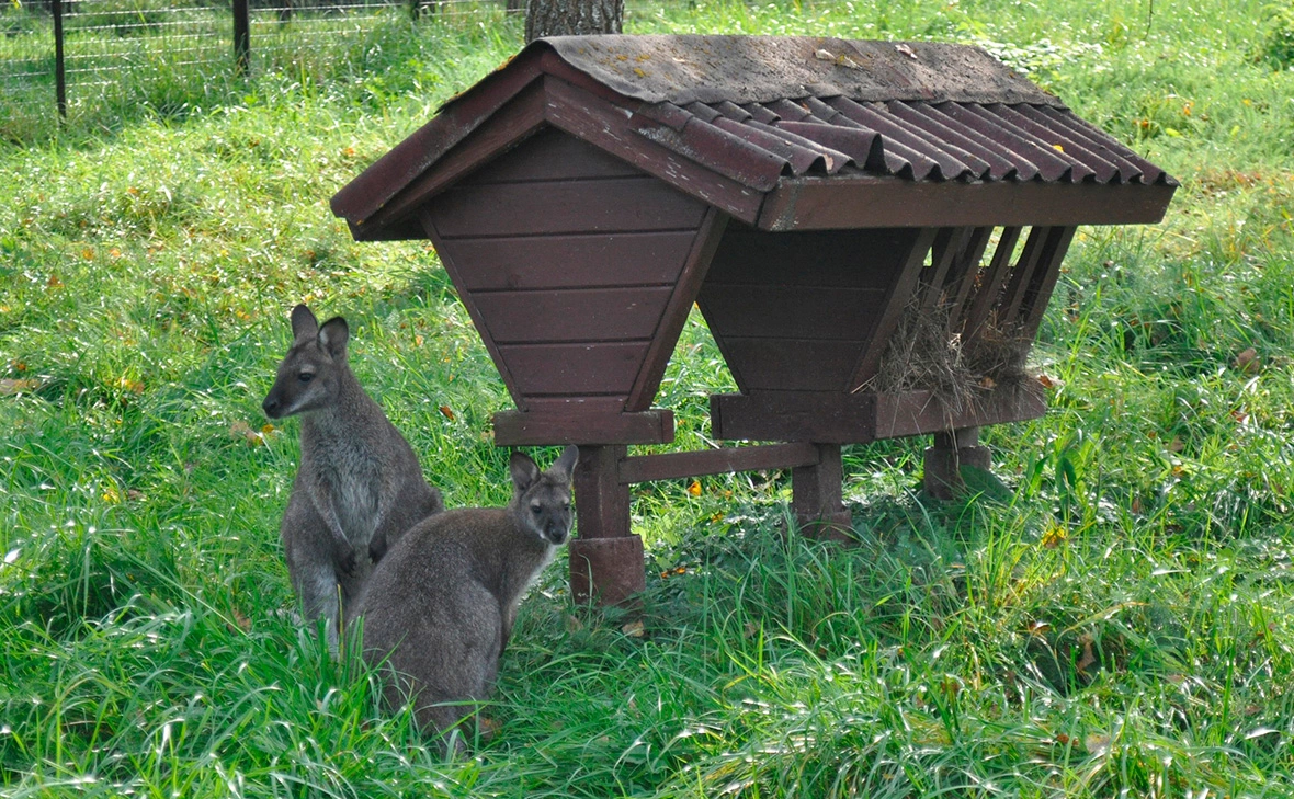 Парк птиц «Воробьи» / VK