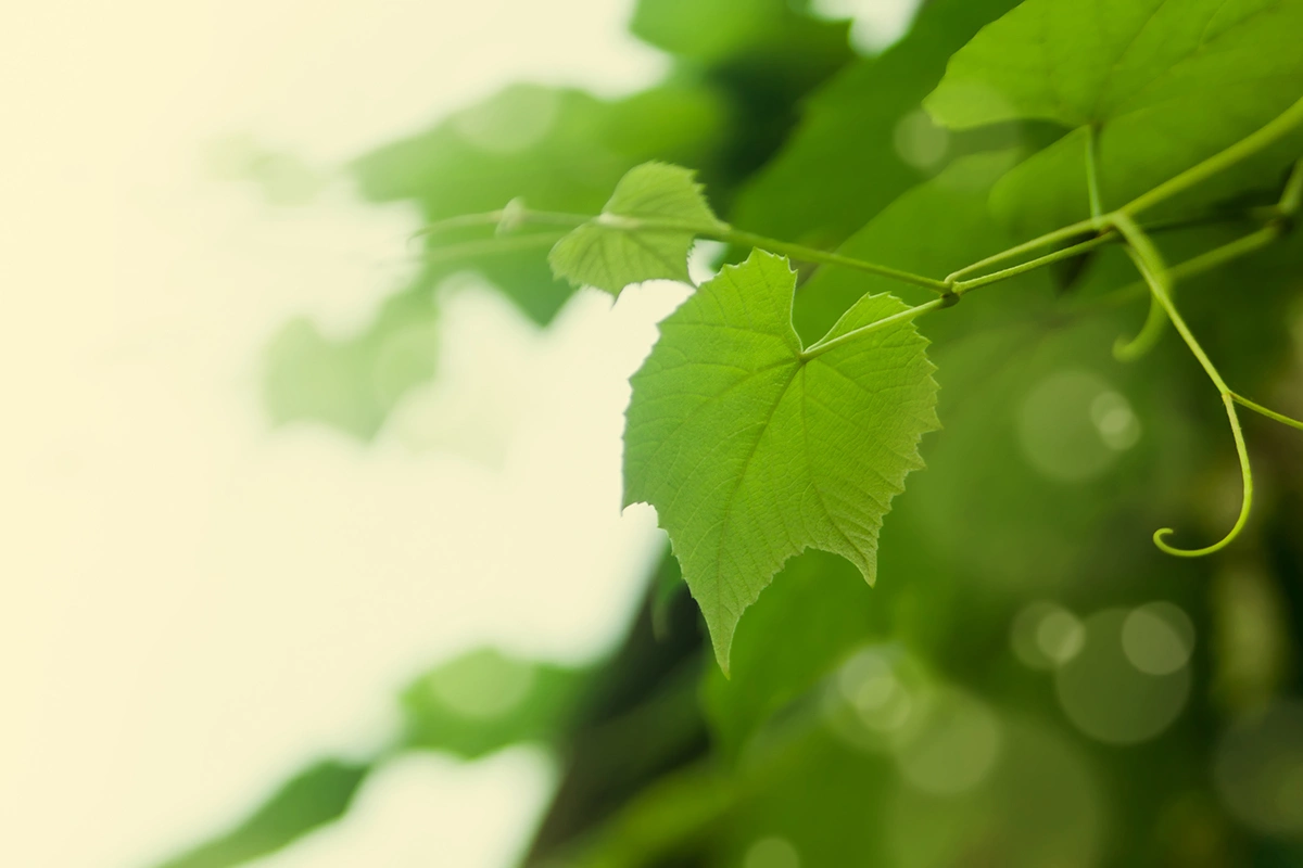 Виноградник Крыма сейчас — это встреча двух эпох