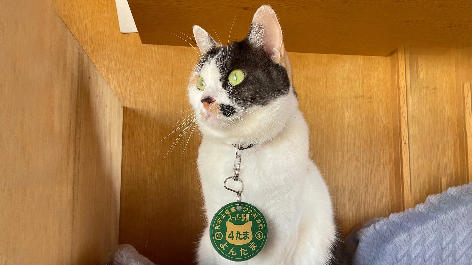 Кошка Йонтама