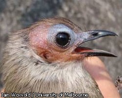 В Лаосе найдена уникальная лысая птица 
