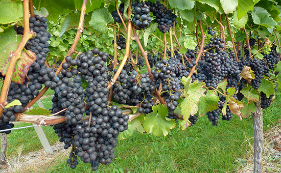Виноград в&nbsp;винограднике


