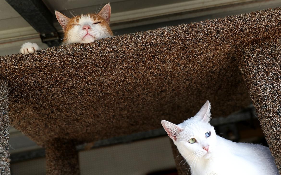 Россияне назвали котов и соседей главными угрозами для дома