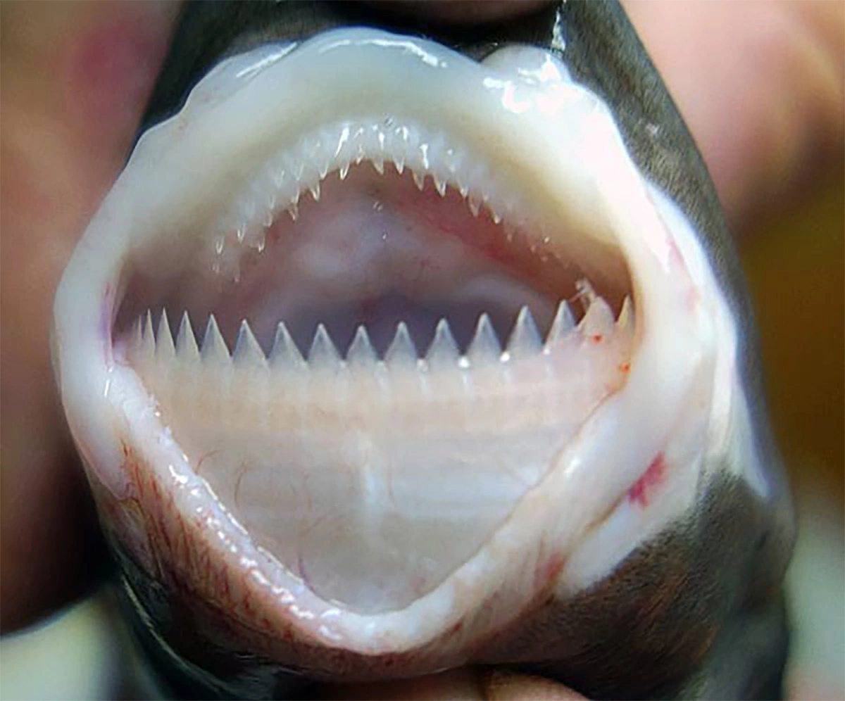 <p>Зубы бразильской светящейся акулы</p>