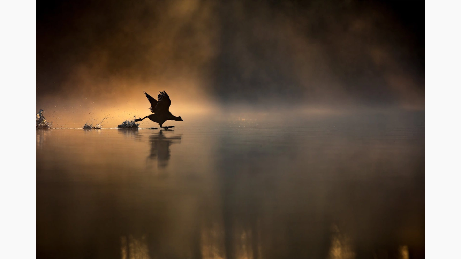 Толық орыс кискасының фотосы