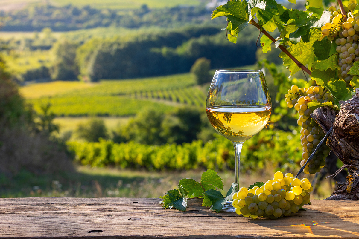 Виноград сорта «вионье»