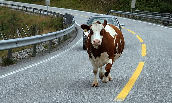 Животные на дорогах разоряют водителей