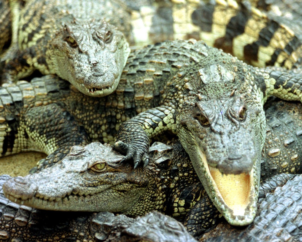 Покровский выставка рептилий. Игуана и крокодил. Крокодил в ФАС. Крокодиловая ферма ВДНХ. Крокодиловая игуана.