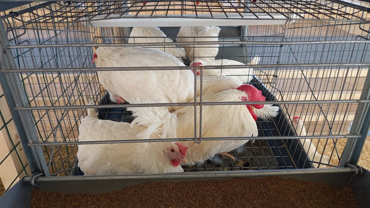 Птичий грипп нанес птицефабрике в Лениногорске ущерб в ₽50 млн
