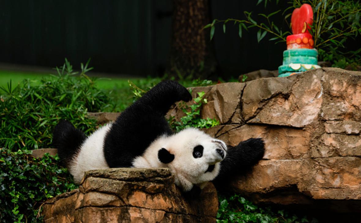 Панда Сяо Ци Цзи из вашингтонского зоопарка
