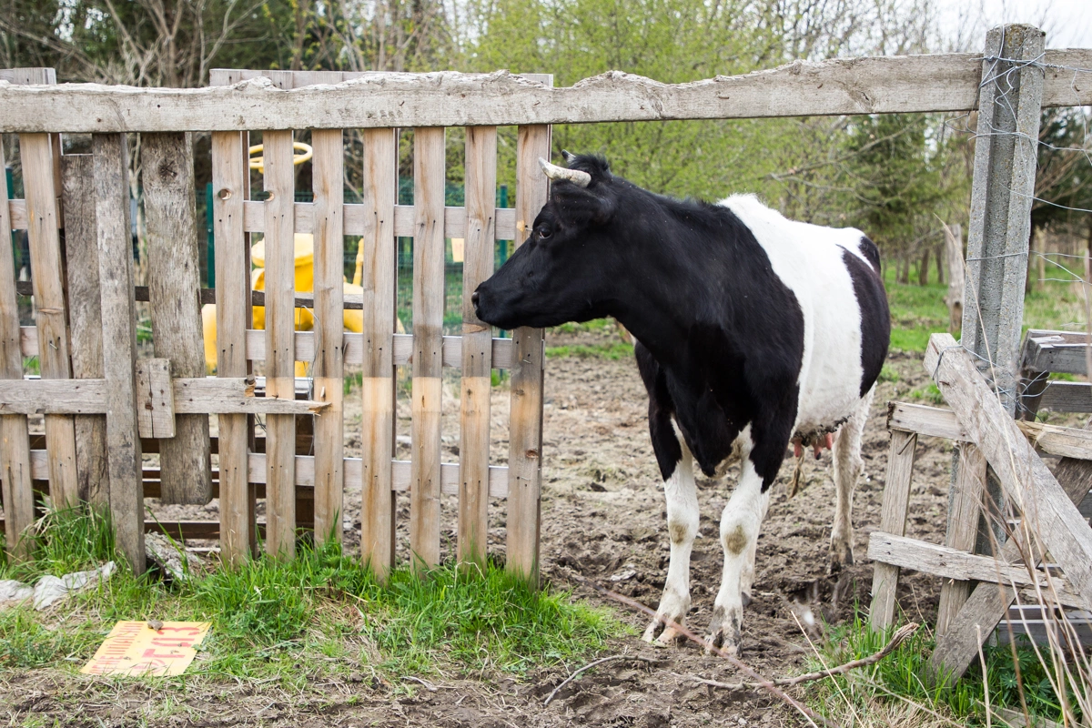 Александр Подгорчук