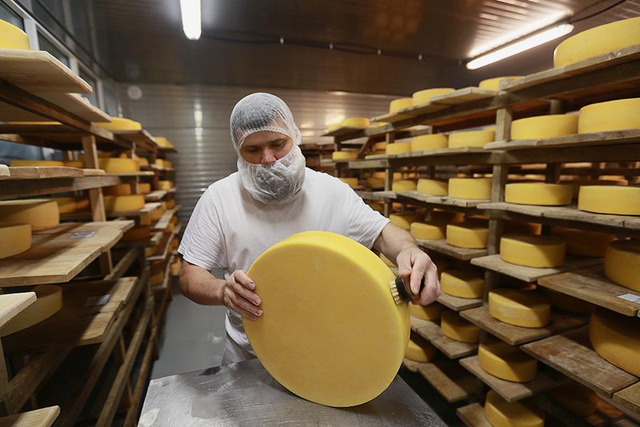 Обмывка и перекладка сыров в хранилище созревания сыра сыроварни «Русский пармезан» в Истринском районе Московской области