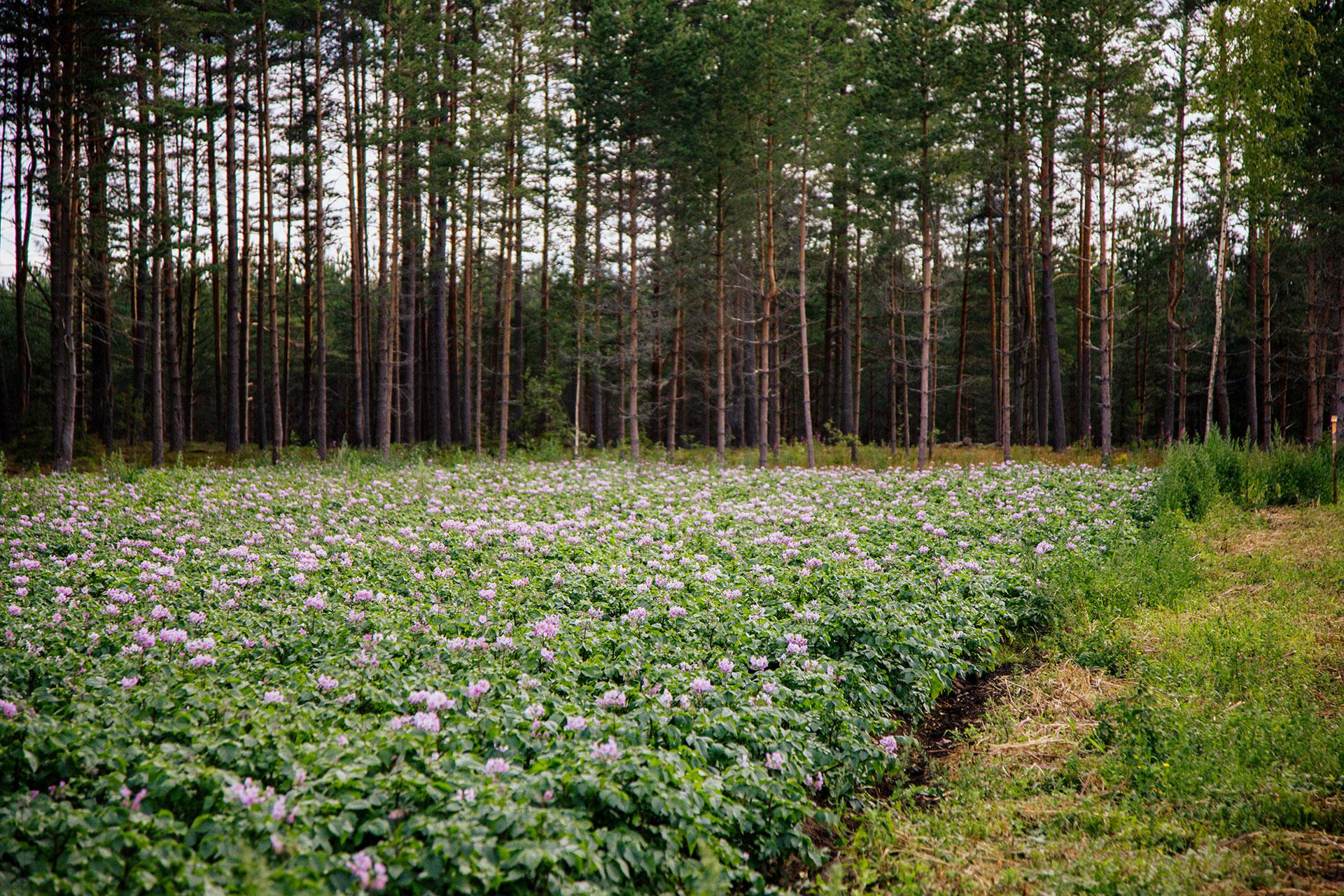 Ферма &laquo;Гастродача Вселуг&raquo;