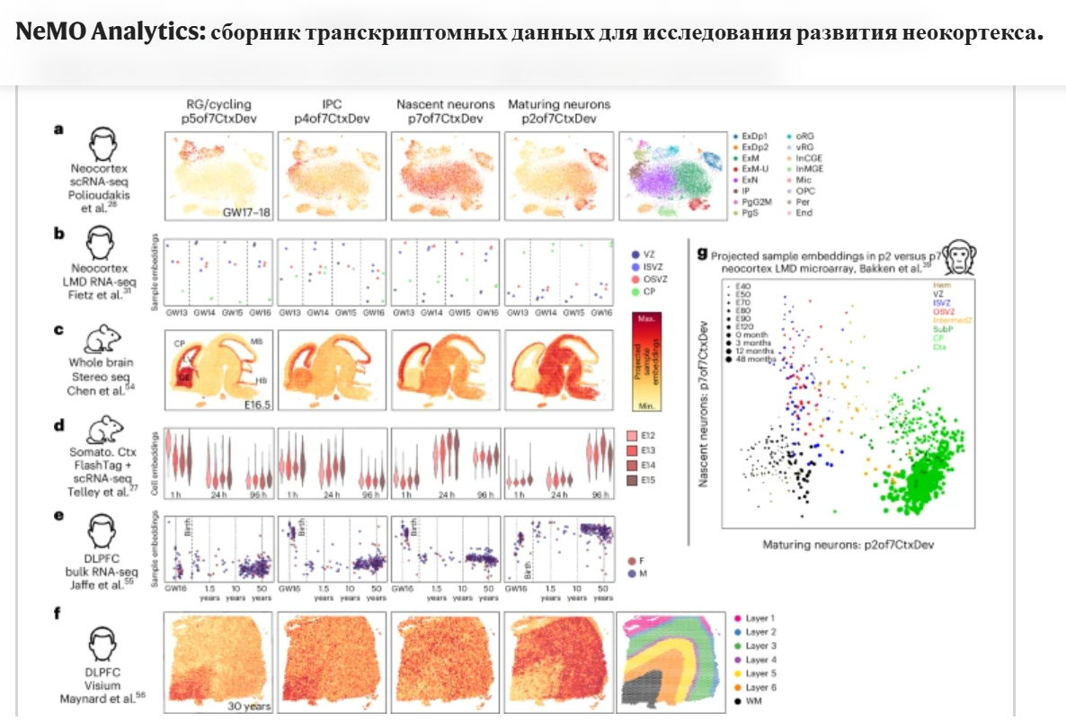 Пример визуальных данных из исследования: аспекты нейрогенеза неокортекса в зависимости от времени и места развития