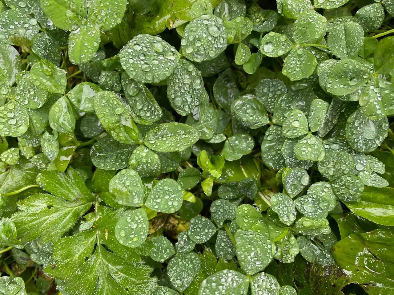 РБК Приморье 