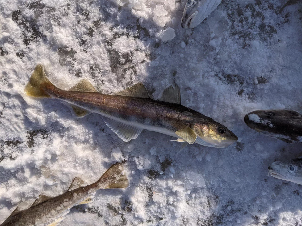 РБК Приморье