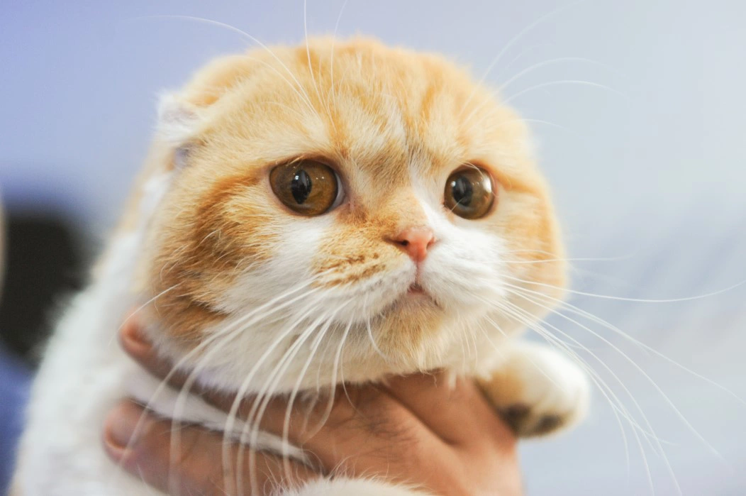 Вадим Ахметов / РИА URA.RU