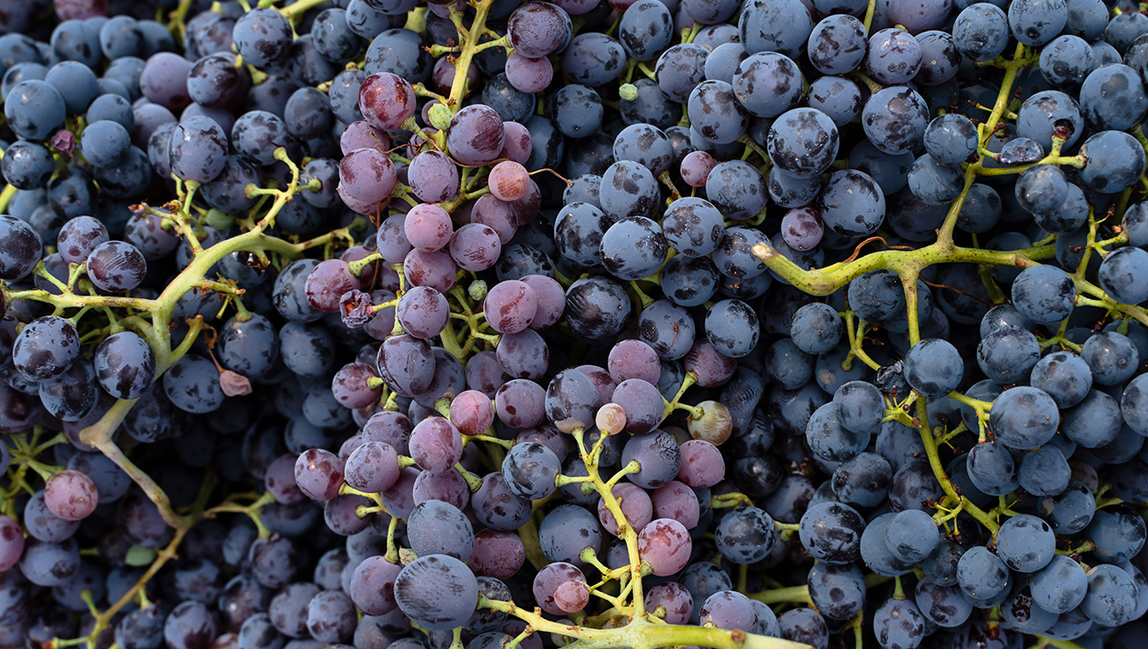 Виноделы Севастополя нарастили производство вина, несмотря на сложный год