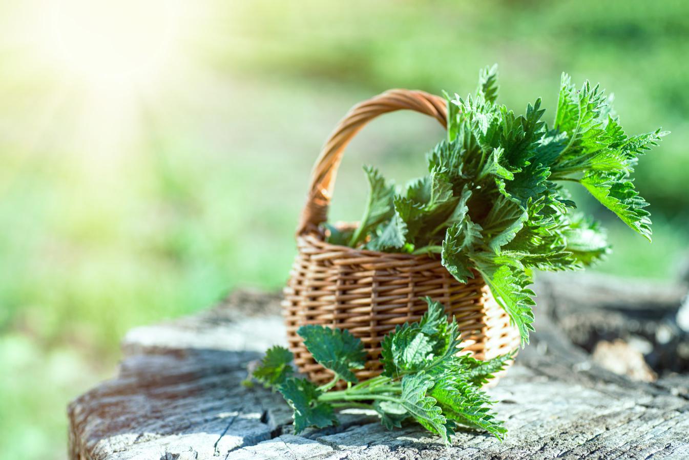 Фото: Lipatova Maryna/Shutterstock