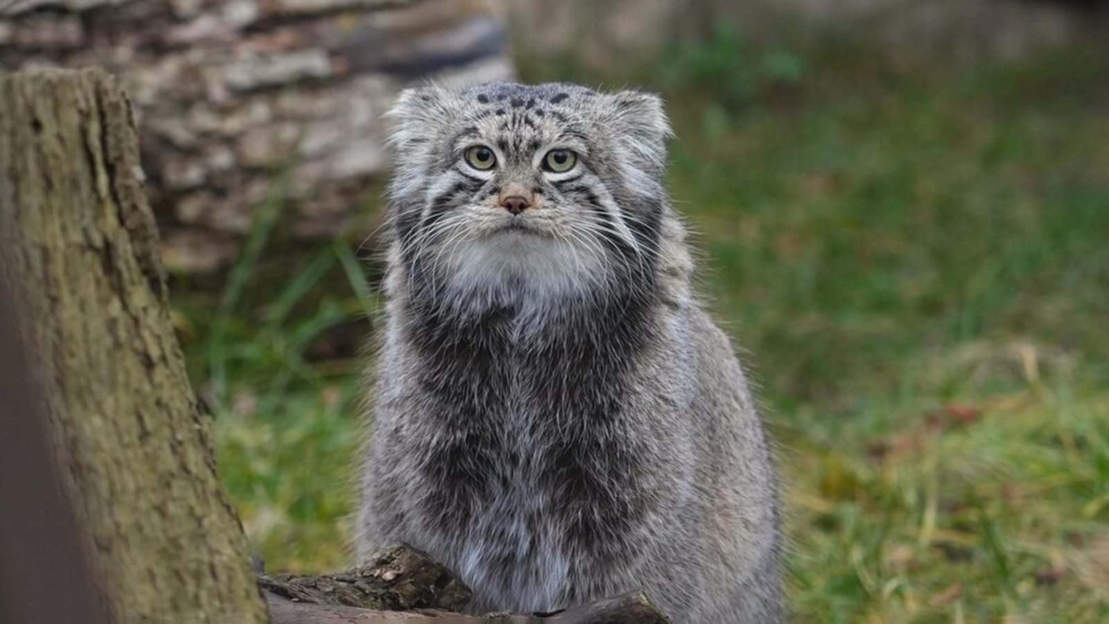 Манул Тимофей