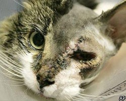 В США ветеринары пришили коту оторванную морду 