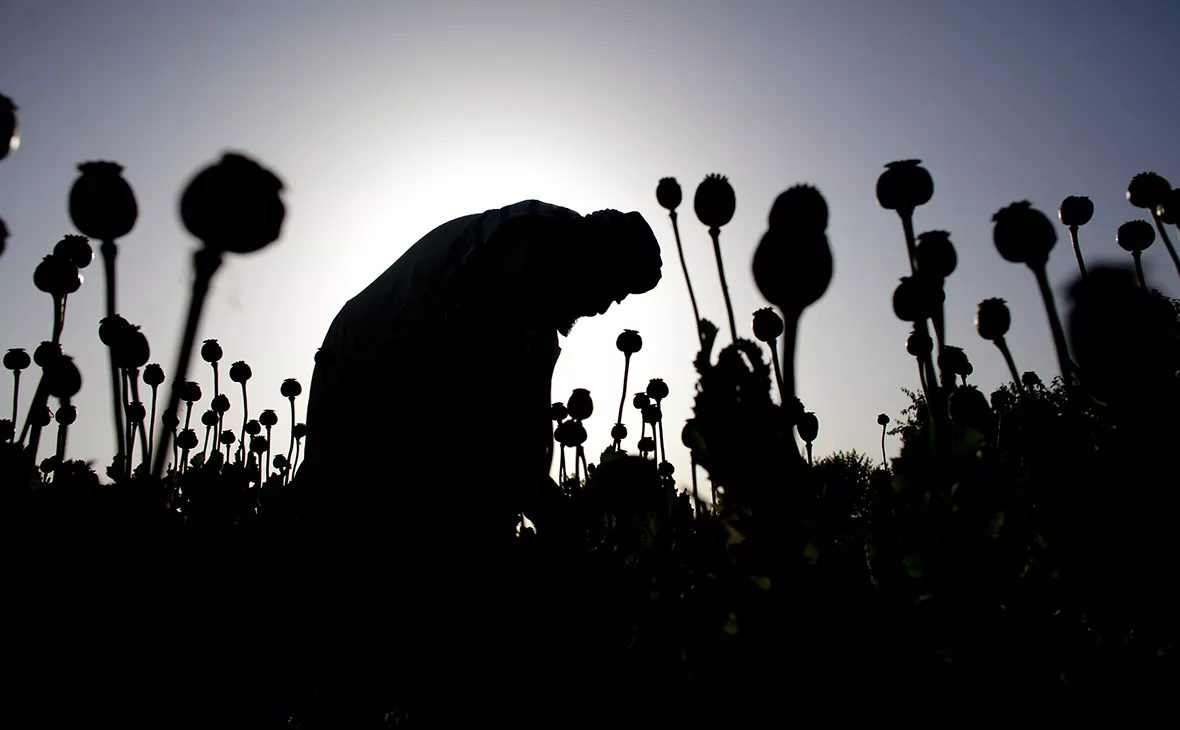 Majid Saeedi / Getty Images