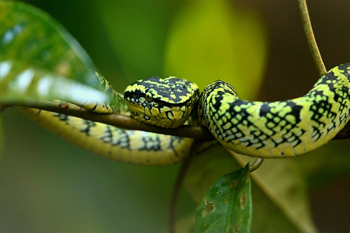 15 тревожных фактов о змеях, которые вы предпочли бы не знать (15 фото)