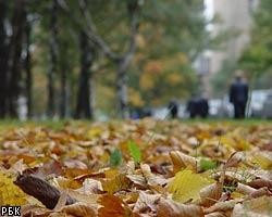 В выходные осень побалует Петербург теплом