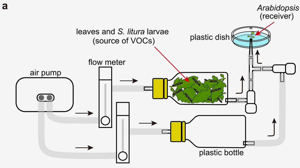 <p>Иллюстрация-пояснение к эксперименту с листьями Arabidopsis thaliana</p>
