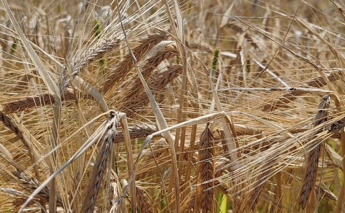 РБК Черноземье