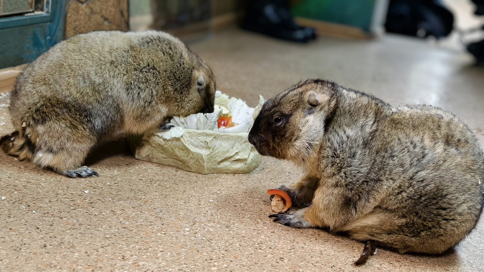 Степные сурки Сережа и Наташа
