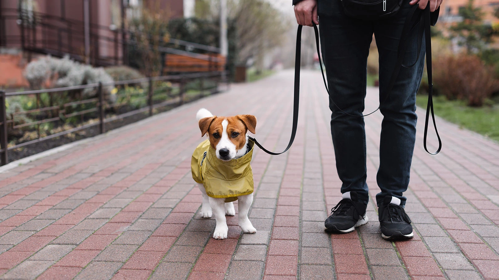 Таяние снега опасно для домашних питомцев. И вот в чем причина