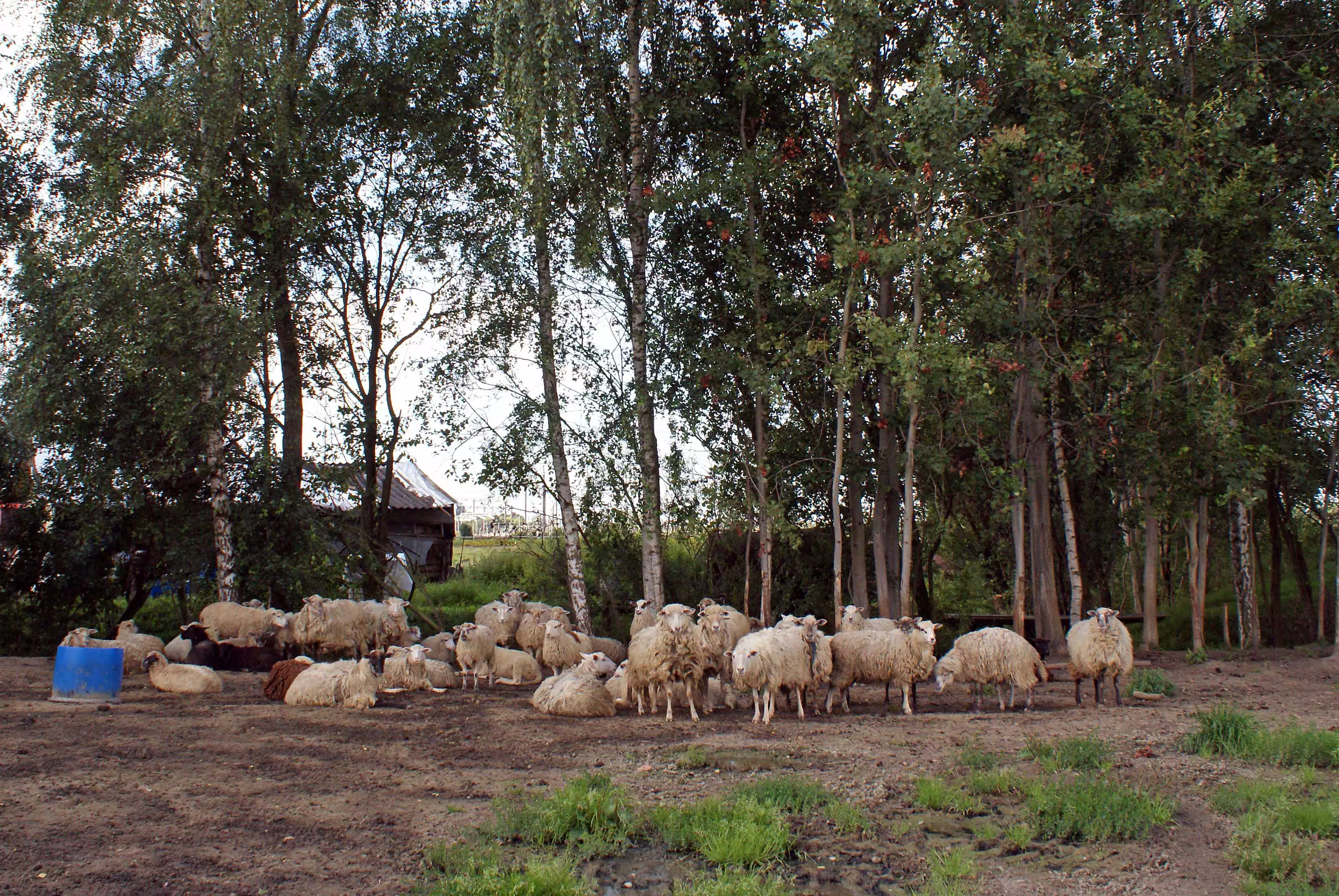 Александр Подгорчук