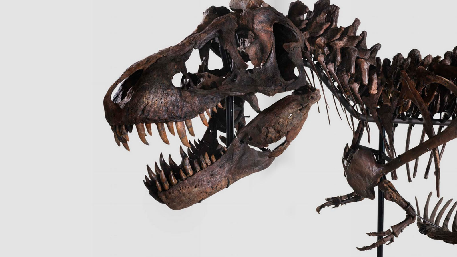 Скелет гигантского тираннозавра Тринити выставили на аукцион | РБК Life