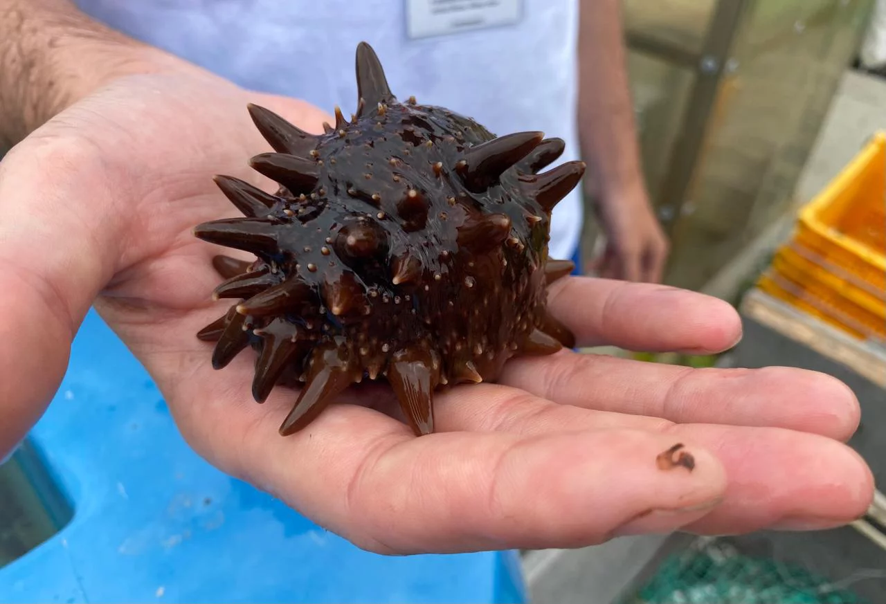 РБК Приморье