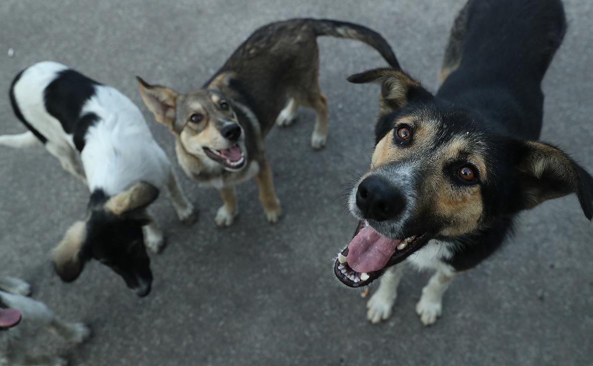 Фото: Sean Gallup / Getty Images