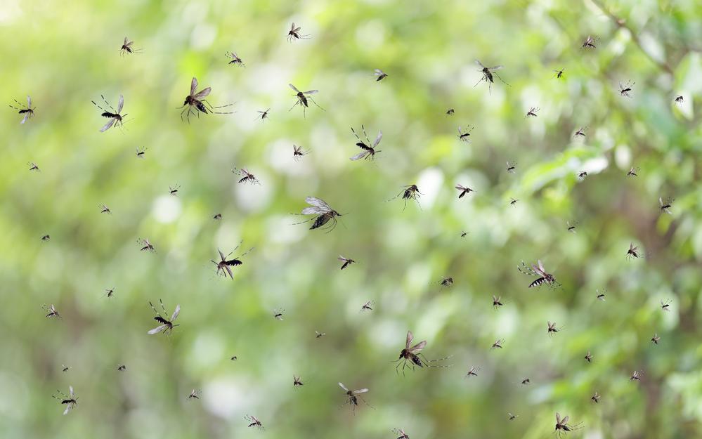 Фото: Shutterstock