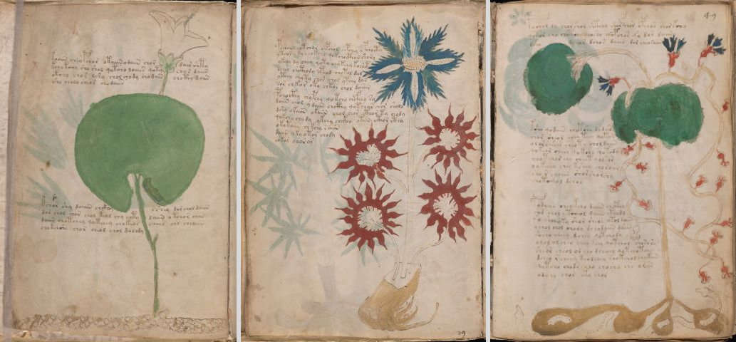 Рисунки в ботаническом разделе