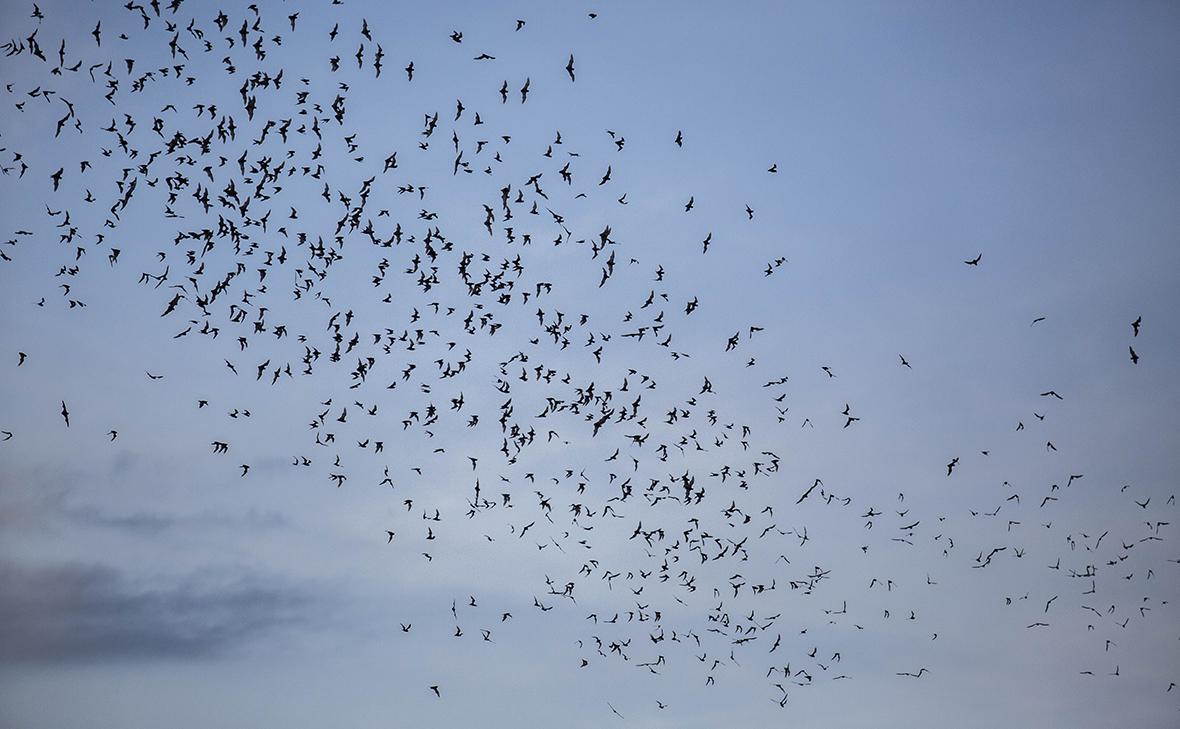 Фото: Lauren DeCicca / Getty Images